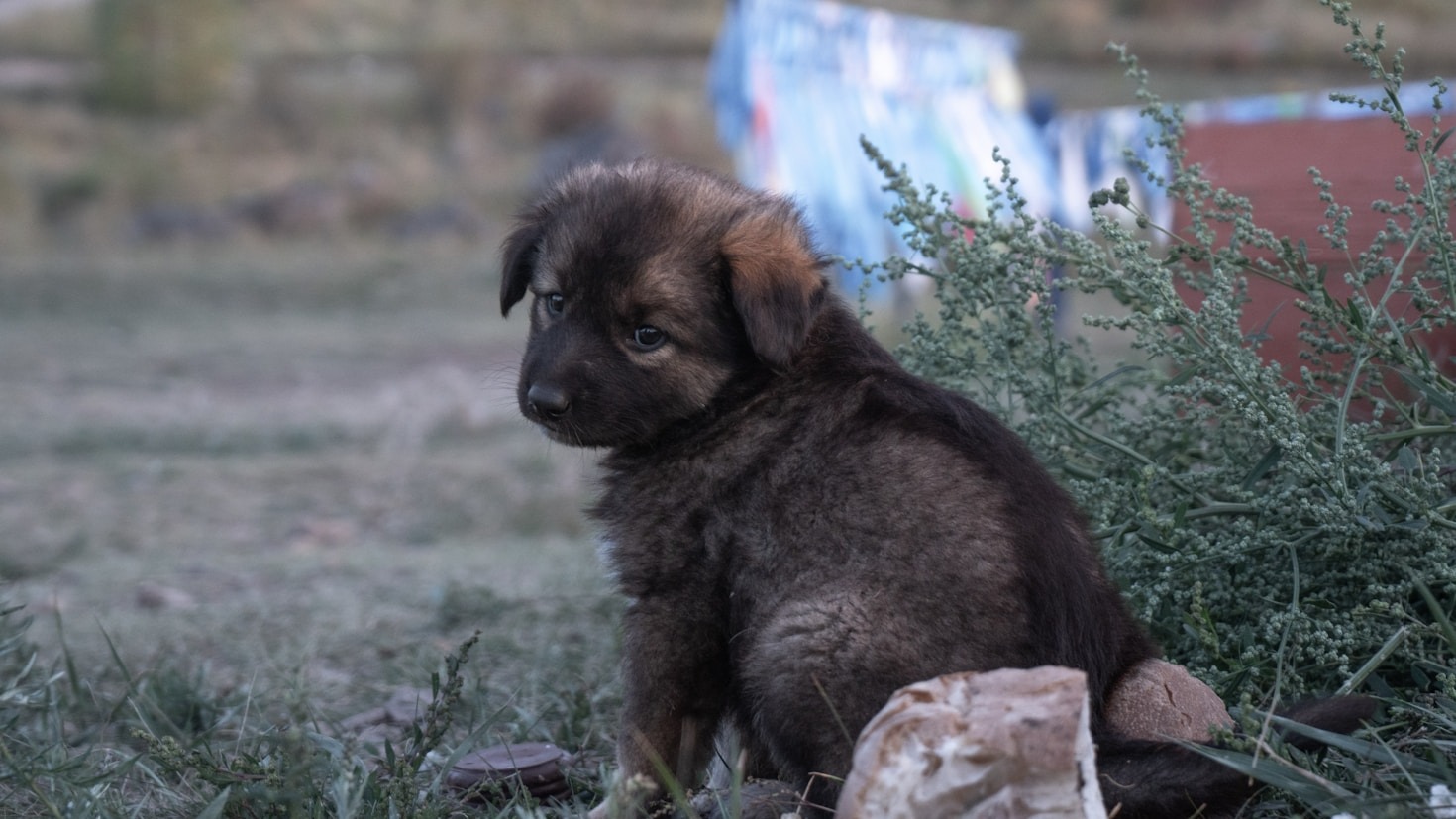 Cómo Huellamor Reúne Familias con Mascotas