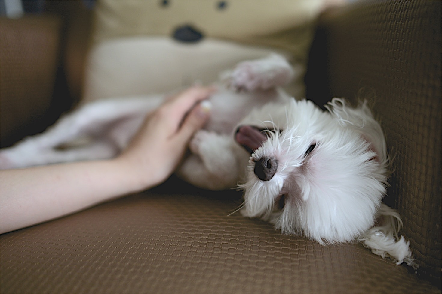 Historias de Segundas Oportunidades para Animales